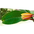 thumbnail image 2 of Trademark Fine Art "Plumeria Opening" Canvas Art by Kurt Shaffer, 2 of 3