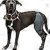 thumbnail image 3 of Dog Knee Brace For Acl, Knee Cap Dislocation, Arthritis - Keeps The Joint Warm - Extra Support - Reduces Pain Left L, 3 of 4
