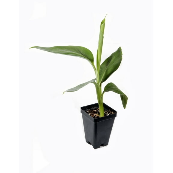 Manzano Apple Banana Plant - Live Plant
