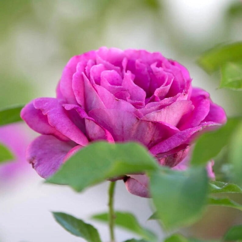 30 Seeds Sweet Madame Blue Rose Seeds Perennial Mix for Late Winter to Early Spring Planting