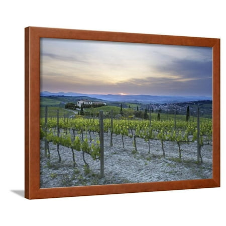 Vineyard at Sunset Above the Village of Torrenieri, Near San Quirico D'Orcia, Tuscany Framed Print Wall Art By Lee