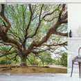 thumbnail image 1 of Ambesonne Nature Shower Curtain, Big Rain Tree Thailand, 69"Wx75"L, Brown Green, 1 of 3