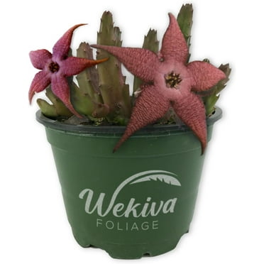 Starflower Plant - Live Plant in a 4 Inch Pot - Stapelia Schinzii - Beautiful Indoor Outdoor Cacti Succulent Houseplant Exotic Blooms