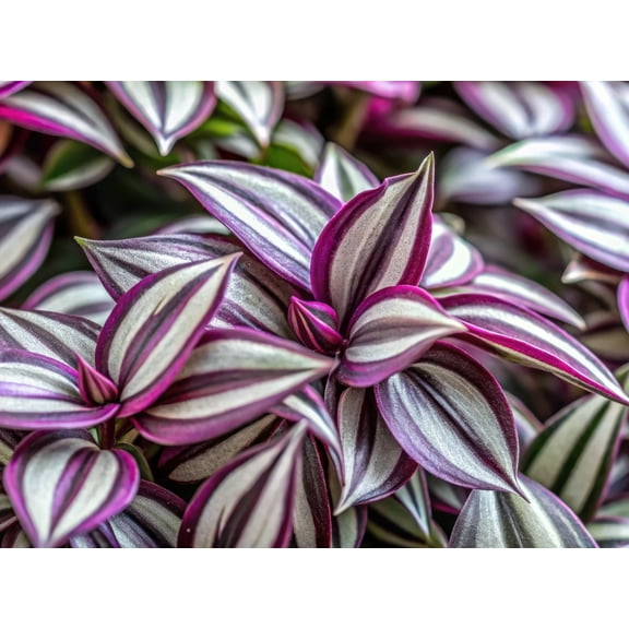 4 Tradescantia Spiderwort Cuttings to Grow - Easy to Grow Silver and Purple Wandering Jew Vine