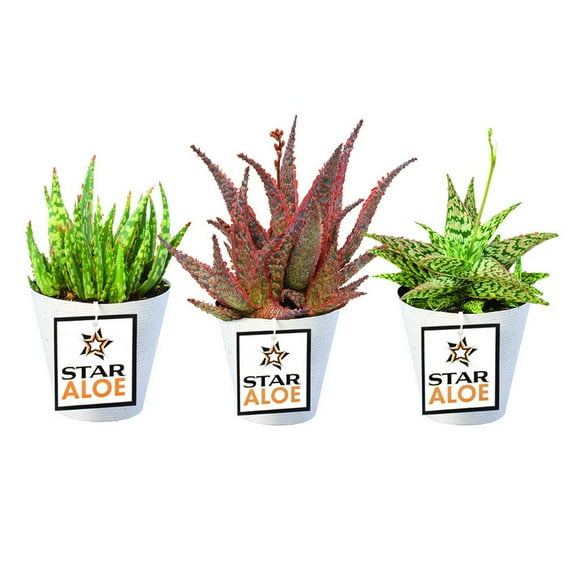 Altman Plants 3.5" Star Aloe Live Plants (3 Pack)