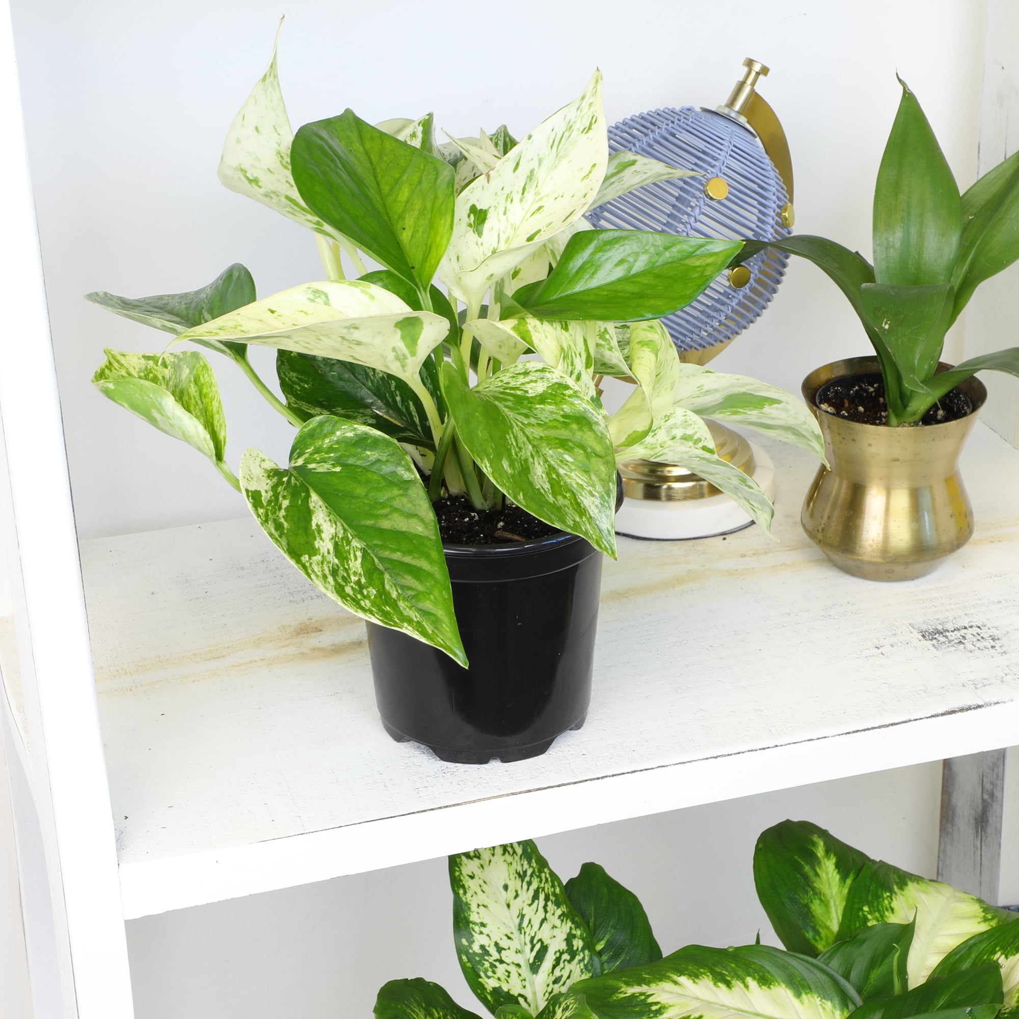 Element Live Pothos Houseplants, Easy Care Plant Variety Pack, 4.25in Pots,  Indirect Sun - Walmart.com