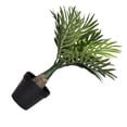 thumbnail image 1 of Injueey Ayudante de hojas de imitación de bajo mantenimiento para decorar espacios, plantas artificiales, hojas, plantas simuladas Decoración palma areca, 1 of 6