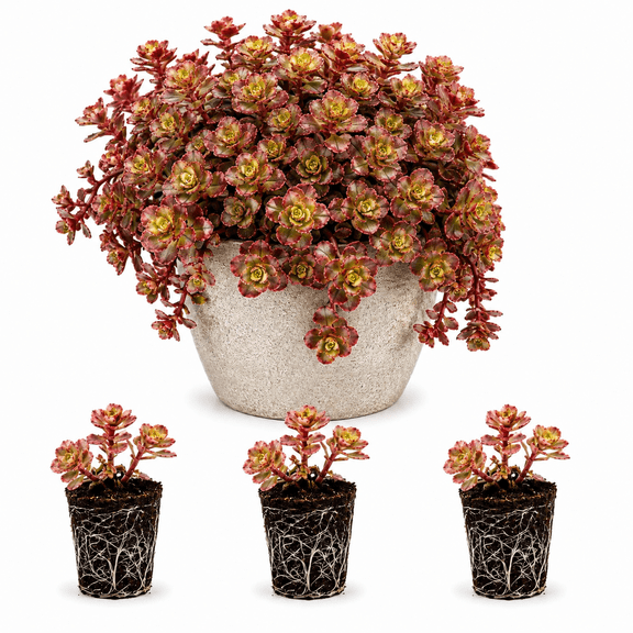Sedum Spurium Fuldaglut Live Plant Plugs – Cherry Red Foliage Stonecrop – Rooted Succulent Starter Plants – Spreading Ground Cover, 3 Plants
