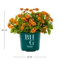 thumbnail image 3 of Better Homes & Gardens 1.5gal Multicolor Lantana Live Annual Plant Sun, 3 of 7