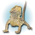 thumbnail image 3 of CafePress - Bearded Dragon Women's Pink T Shirt - Women's Classic T-Shirt, 3 of 4