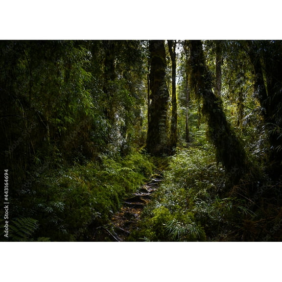 Tropical Rainforest Coniferous Forest Moss Fallen Tree Photography Backdrops Prop Jungle Nature Landscape Theme Background ZL-13
