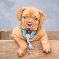 thumbnail image 5 of Durable Interactive Dog Chew Toy for Aggressive Chewers Long Lasting Bone Design Promotes Health and Playful Engagement, 5 of 5