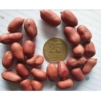 50 Spanish Peanut Seeds for Planting - Vegetable Perennial Garden - Easy to Grow