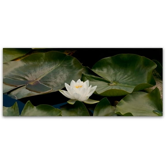 Trademark Fine Art "One White Water Lily" Canvas Art by Kurt Shaffer