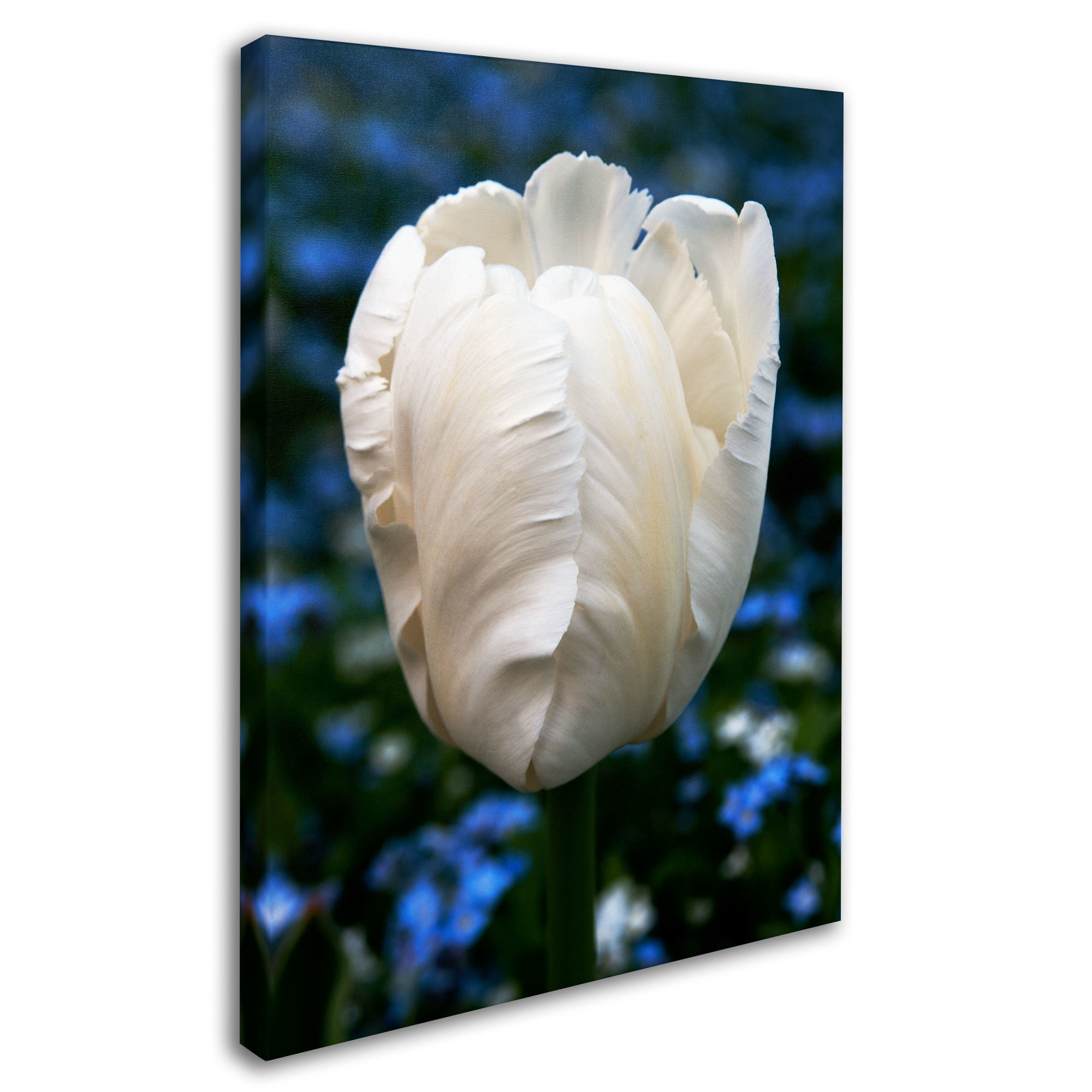 Trademark Fine Art "Parrot Tulip" Canvas Art by Kurt Shaffer