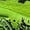 Green, variant on Flexible Breathable Running Sneakers for Men, Summer Lightweight Outdoor Athletic Shoes, Anti-Slip Shockproof Structure for Daily Exercise, Sports and Street Style.