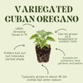 thumbnail image 3 of Set of 3 Variegated Cuban Oregano Plants, Fragrant Herb, Spanish Thyme, Well Rooted, 4-7 Inches Tall for Planting, 3 of 5