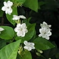 thumbnail image 3 of Live Jasmine Plants 4-8 Inches Tall, Fragrant Jasmine Live Plant for Outdoor House Gardening, 3 of 5