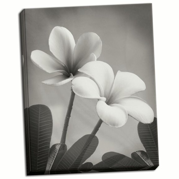 Gango Home Decor Plumeria II by Vitaly Geyman (Ready to Hang); One 22x28in Hand-Stretched Canvas