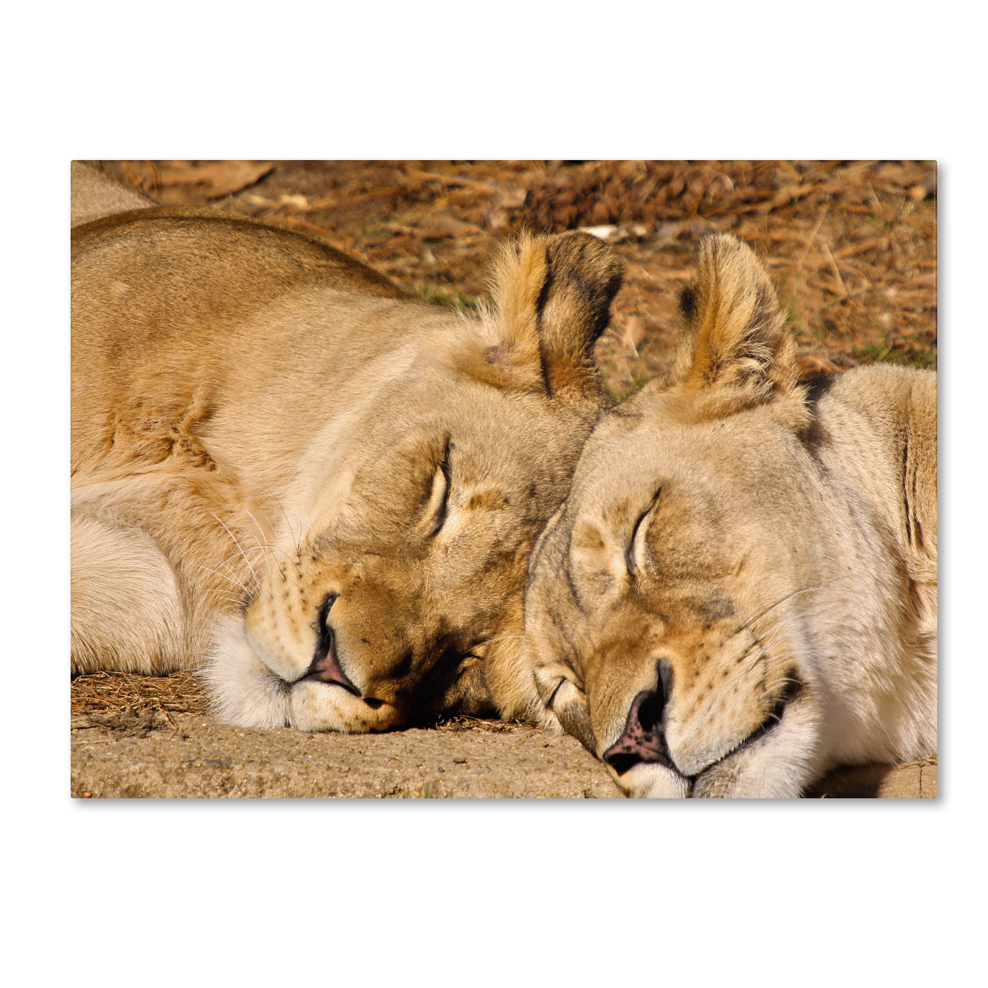 Trademark Fine Art "National Zoo - Lions" Canvas Art by CATeyes