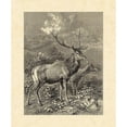 thumbnail image 3 of Specht, Friedrich 20x23 Black Modern Framed Museum Art Print Titled - Vintage Roe Deer II, 3 of 5