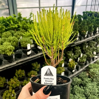 Mother Lode Juniper - Live Bonsai Starter Plant - 4" Growers Pot -  Walmart.com