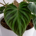 thumbnail image 3 of 10-12" Tall, Philodendron Verrucosum, Bright Indirect Sunlight, Live House Plant, 3 of 5