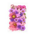 thumbnail image 1 of Dried Flowers Set Scrapbooking Decorating Real Flower Decal Craft Necklace Handicraft Filling Pressed Specimen Label for Makeup Phone Use Type 5, 1 of 6