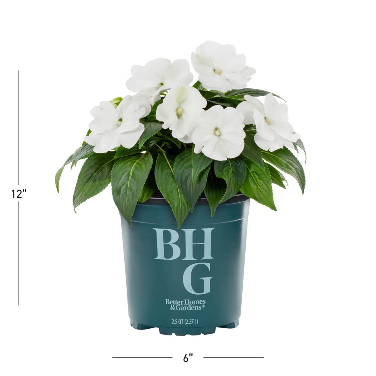 Better Homes & Gardens White New Guinea Impatiens Live Annual Plant, 3-Pack