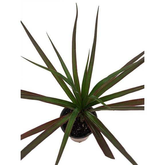 Magenta Madagascar Dragon Tree - Dracaena marginata - 3.5" Pot