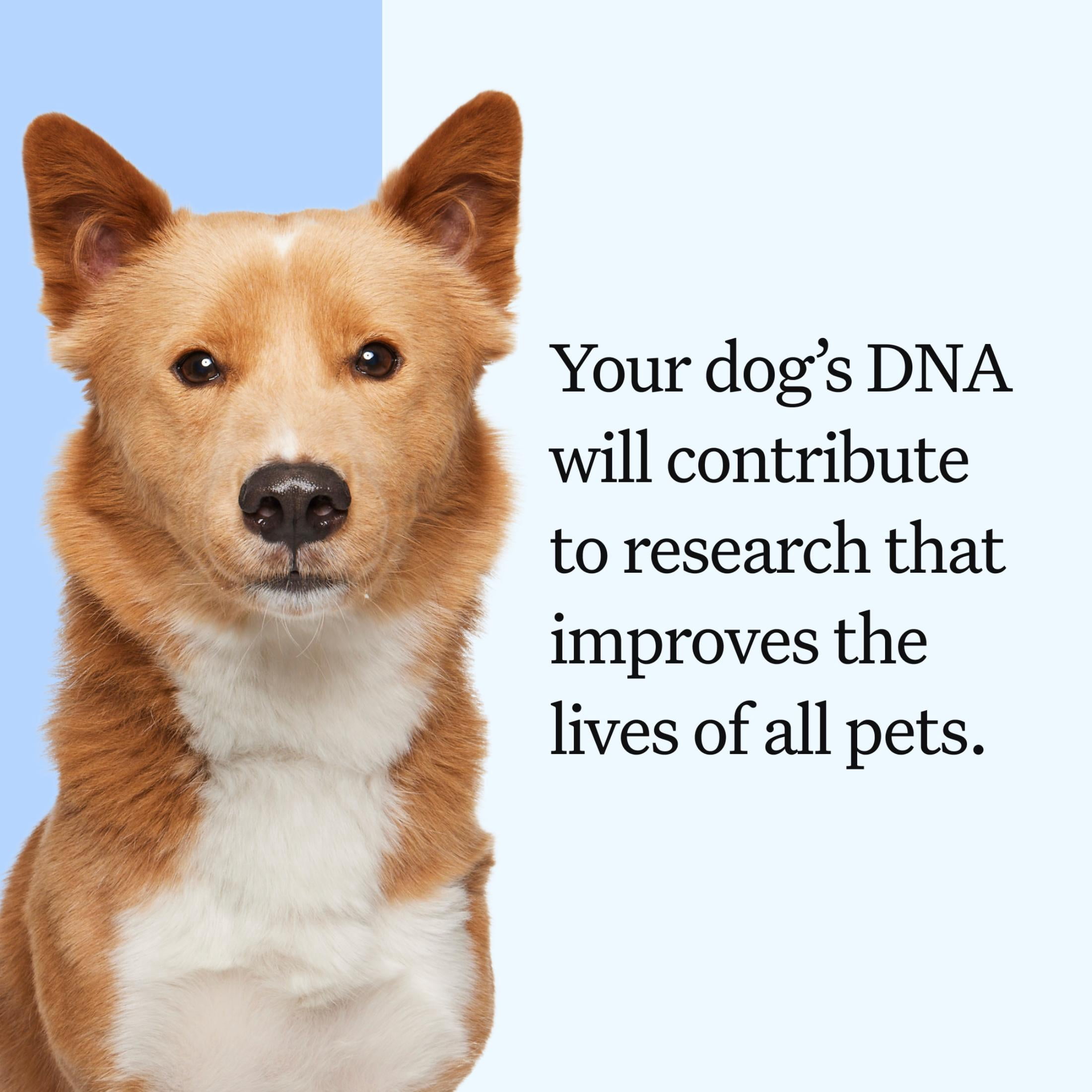 Wisdom Panel Essential Dog DNA Testing Kit, Most Accurate Test, 430+ Dog Breeds, 30 Genetic Health Conditions, 50+ Traits, Relatives, Ancestry, 1 Pack