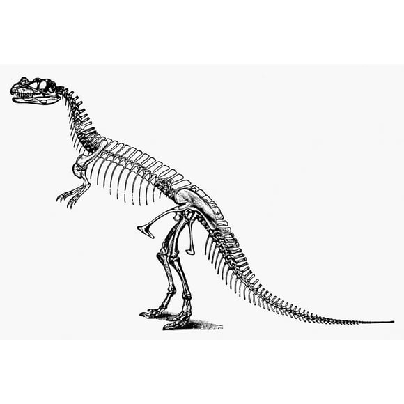 Dinosaur: Ceratosaurus. /Nskeleton Of The Jurassic Saurischian Dinosaur 'Ceratosaurus.' Poster Print by  (24 x 36)