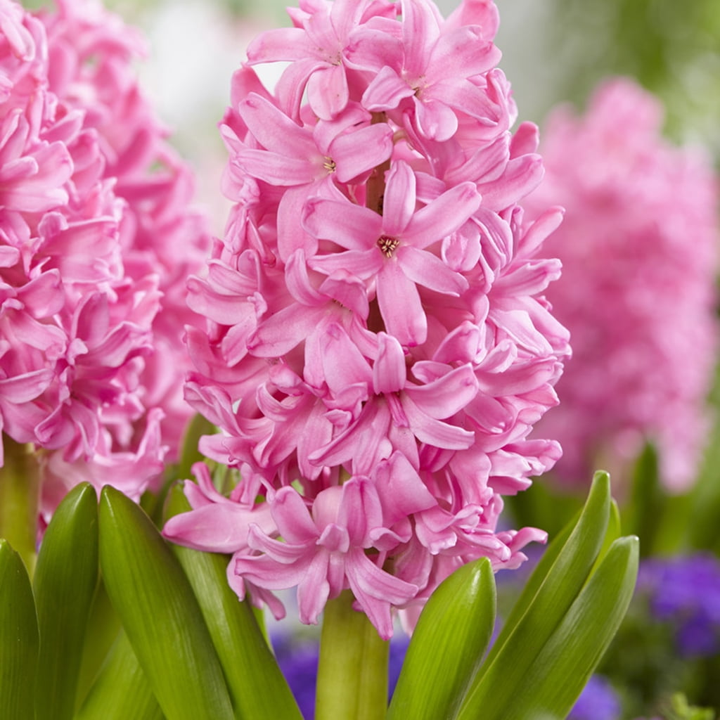 Van Zyverden Hyacinth Kit Pink with Clear Artisan Glass 1 Bulb Pink Part Sun