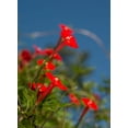 thumbnail image 4 of 30 CARDINAL CLIMBER VINE Ipomea Quamoclit Red Flower Seeds, 4 of 11