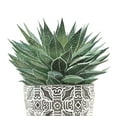 thumbnail image 2 of Atelier B Art Studio 12x12 Gold Ornate Wood Framed with Double Matting Museum Art Print Titled - ZEBRA PLANT SUCCULENT, 2 of 4