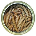 thumbnail image 2 of Canned Superworms 35 g. (6 Pack), 2 of 7