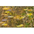thumbnail image 2 of Wild, Jamie and Judy 24x17 Gold Ornate Wood Framed with Double Matting Museum Art Print Titled - WA-Phantom Lake-Lilly Pads, 2 of 4