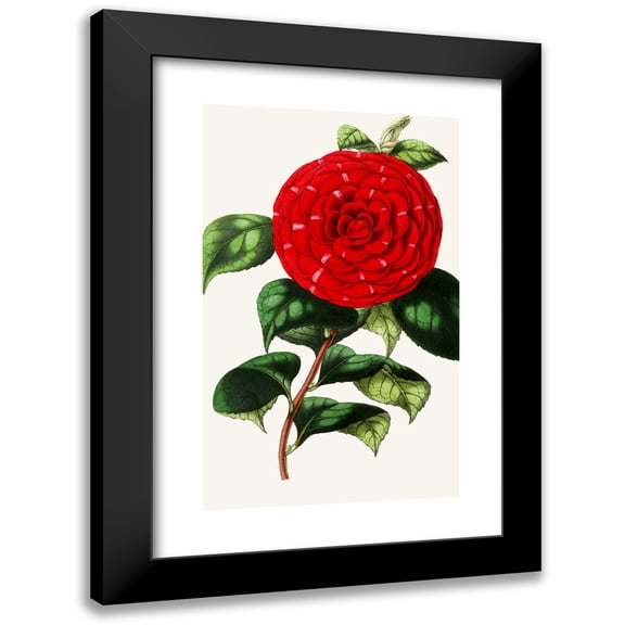 Anonymous 11x14 Black Modern Framed Museum Art Print Titled - Camellia Japonica (1852-1861)