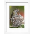 thumbnail image 2 of Annas Hummingbird Feeds Chicks in its Nest, Framed Art Print Wall Art by Hal Beral Sold by Art.Com, 2 of 6