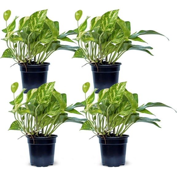 4 Pack Live Golden Pothos, Devil's Ivy Vine, Indoor Trailing Houseplant, Variegated Potted Plant, Sympathy Gift, Live Decor, Birthday Gift, Office Gift, Housewarming Gift in 4" Pot