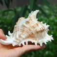 thumbnail image 3 of Natural Conch Shells Australia Long Snails Dafa Screw Secret Patriarchal Taoist Horn Hemifusus Colosseus Decoration R8R0, 3 of 9