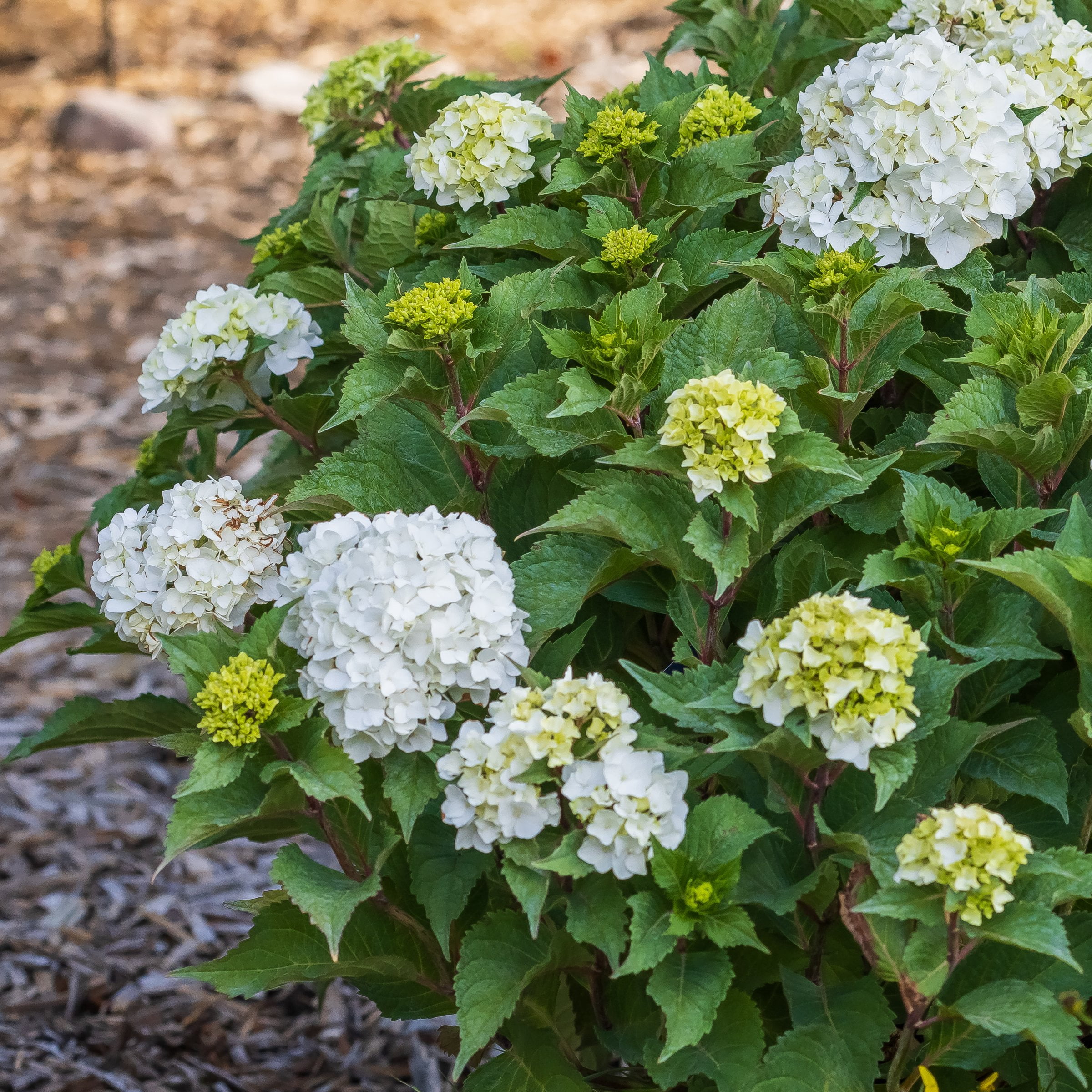 National Plant Network 3 gal. Hydrangea Endless Summer Dreamcloud