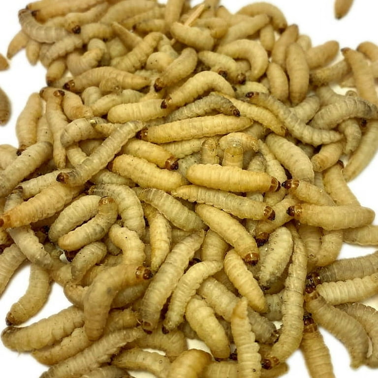 Live Waxworms, reptile Food