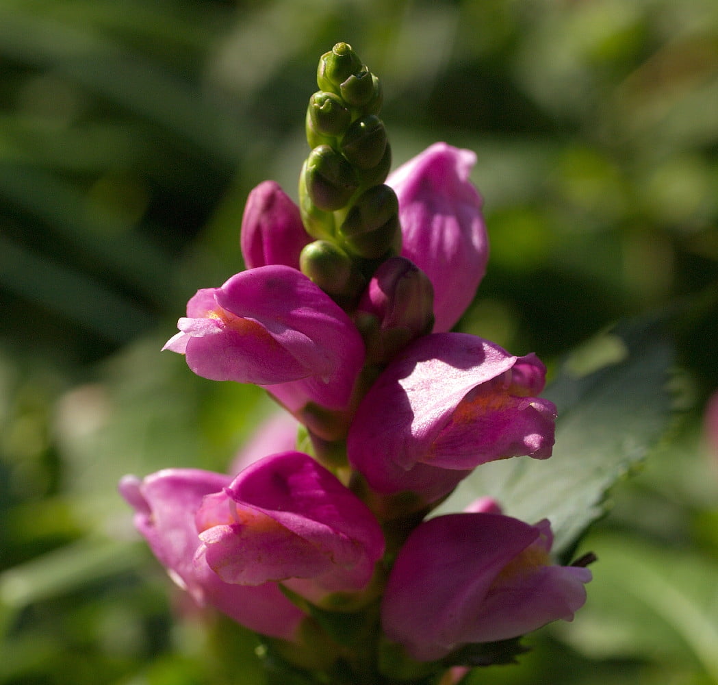 Tiny Tortuga Turtlehead Plant Shade Perennial Chelone