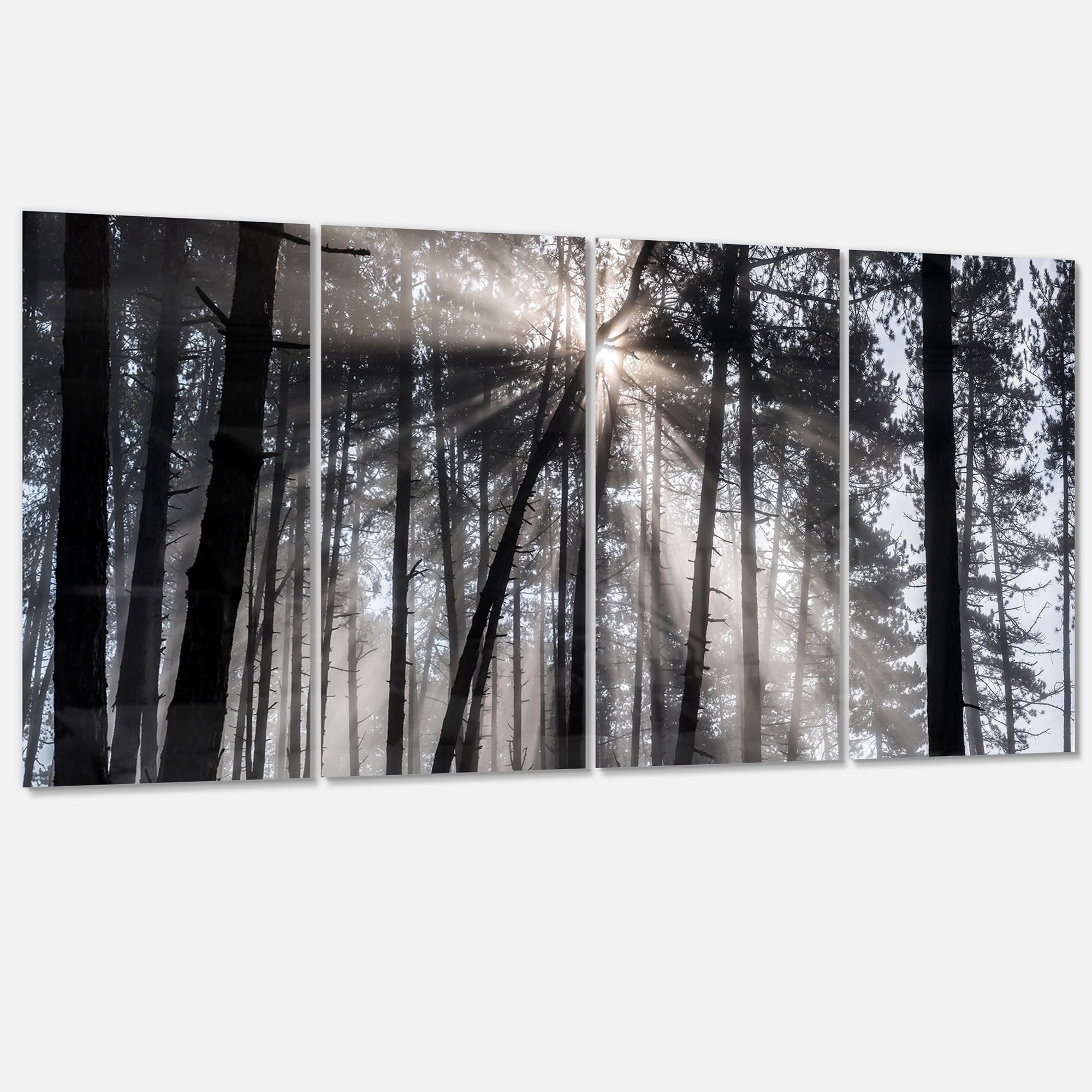 Designart 'Sunbeams through Black White Forest ' Forest Canvas Wall Art Print