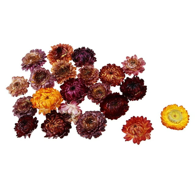 KLKCMS 20g Fleur de Marguerite Pressée Séchée Cadre Photo DIY Marque-Page Spécimen Décoration Maison