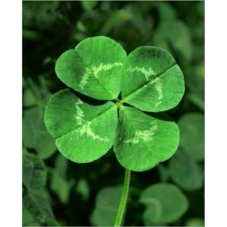 How To Get Rid of Clover - eBook