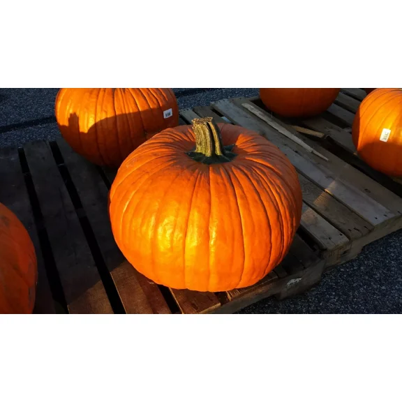 100 Connecticut Field Pumpkin Seeds - Non-GMO - Heirloom Pumpkin Seeds
