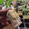 thumbnail image 7 of 50Pcs Rock Wool Grow Cubes for Cuttings Cloning Propagation, 7 of 7
