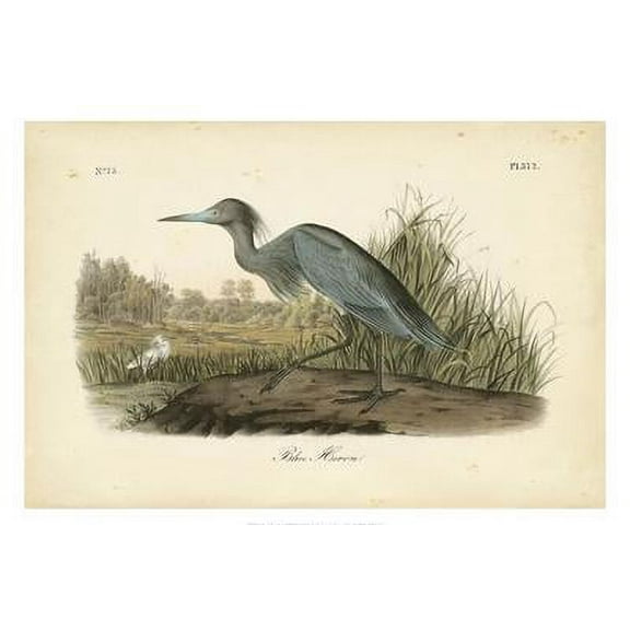 Audubon's Blue Heron, Animals Unframed Art Print Wall Art by John James Audubon Sold by Art.Com